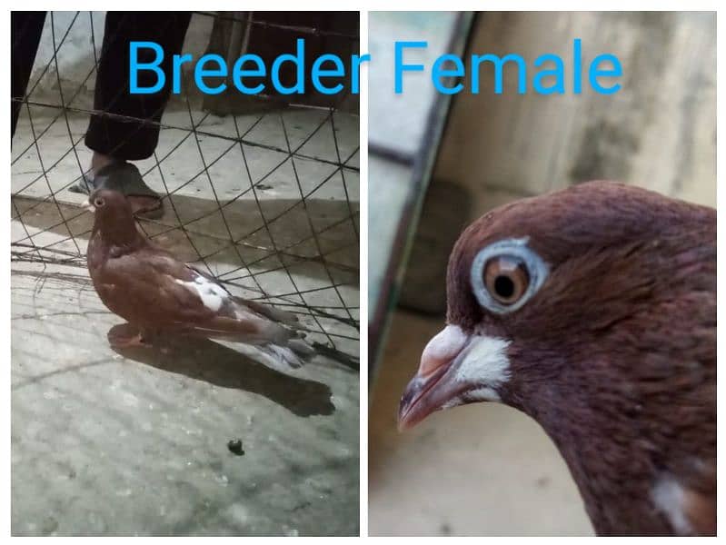 2 Breeder Pairs, 2 breeder females & 2 adult females 3