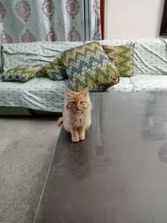 Ginger coloured coat Persian kitten owned by army major