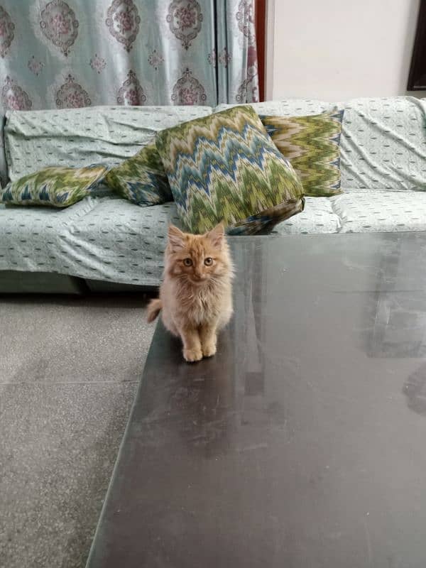 Ginger coloured coat Persian kitten owned by army major 0