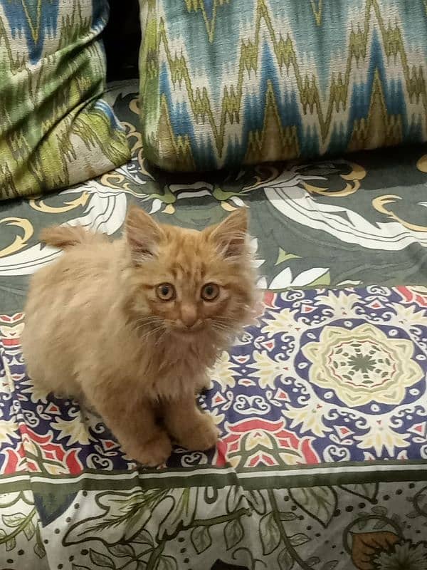 Ginger coloured coat Persian kitten owned by army major 1