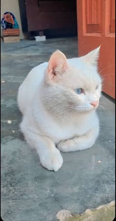 Pure White Turkish Angora Cat for Sale – Blue Eyes & Friendly Nature