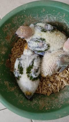 Sun conure chicks