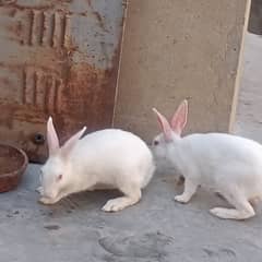 red eyes rabbits