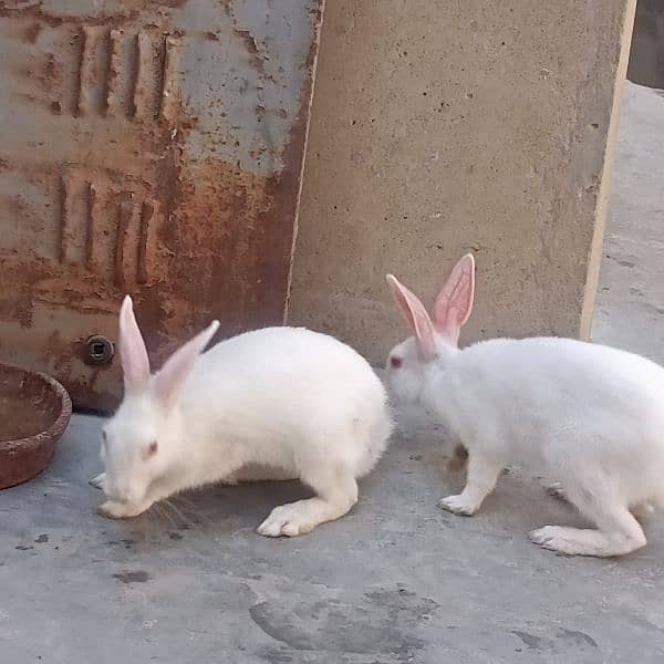 red eyes rabbits 0