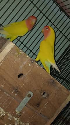 breeder pair