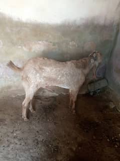 MUKHI CHEENI PURE BREADER