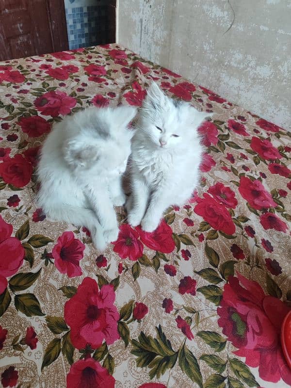 Cat and kittens for Sale 3