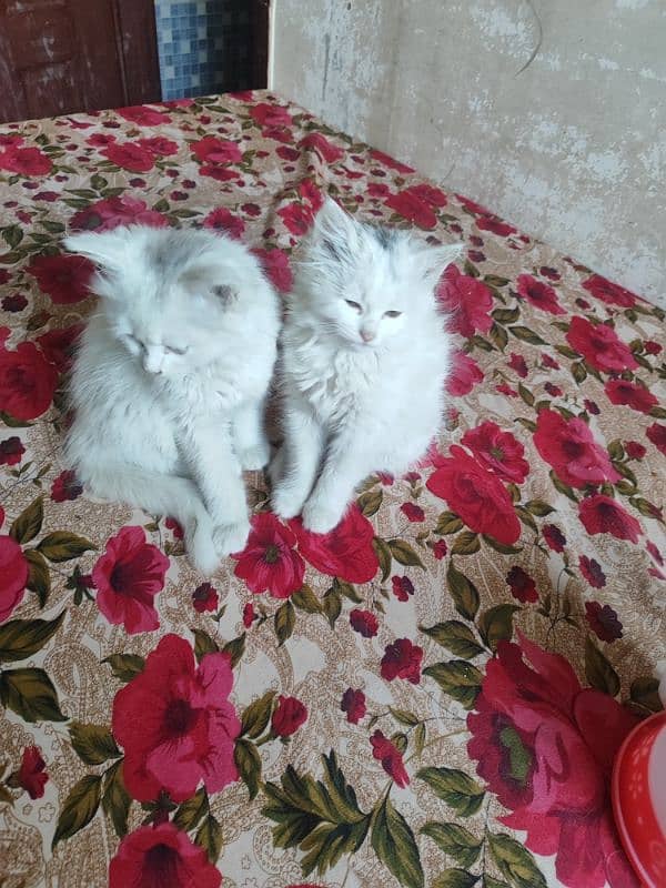 Cat and kittens for Sale 4