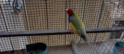 lady gouldian half orange finch