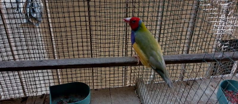 lady gouldian half orange finch 0