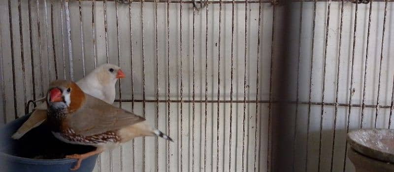 lady gouldian half orange finch 1