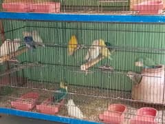 love bird cage for sale 40000