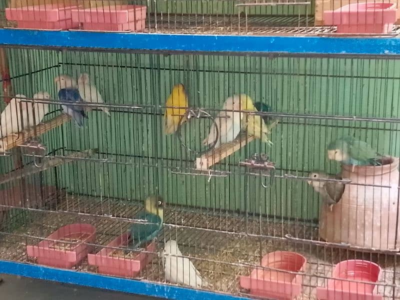 love bird cage for sale 40000 0