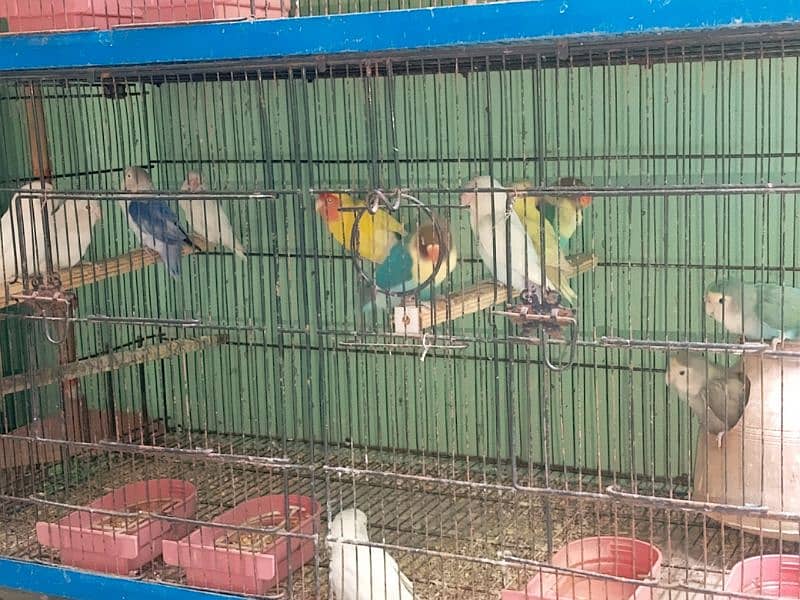 love bird cage for sale 40000 2