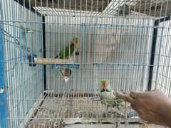 Pahari Tota Alexander parrot breeder pair with cage active pair