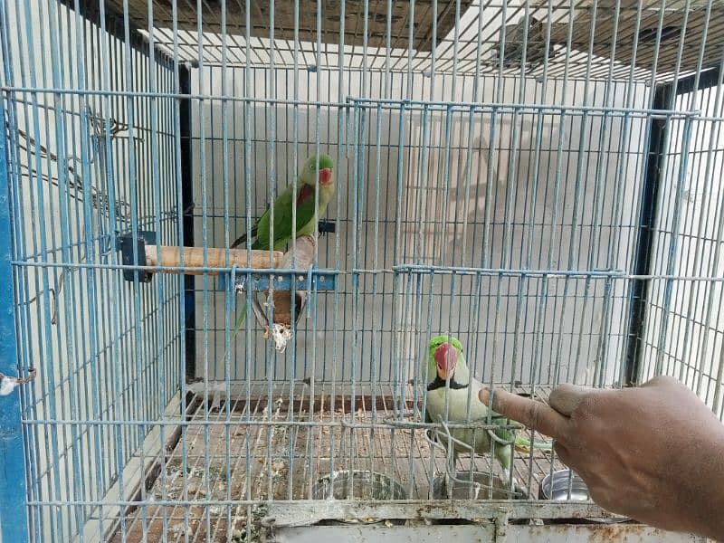 Pahari Tota Alexander parrot breeder pair with cage active pair 3