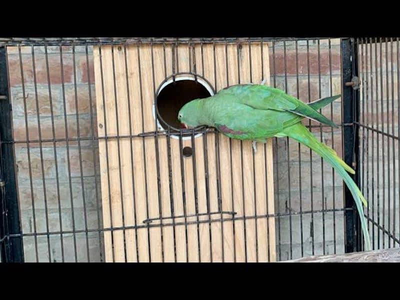 Pahari Tota Alexander parrot breeder pair with cage active pair 2