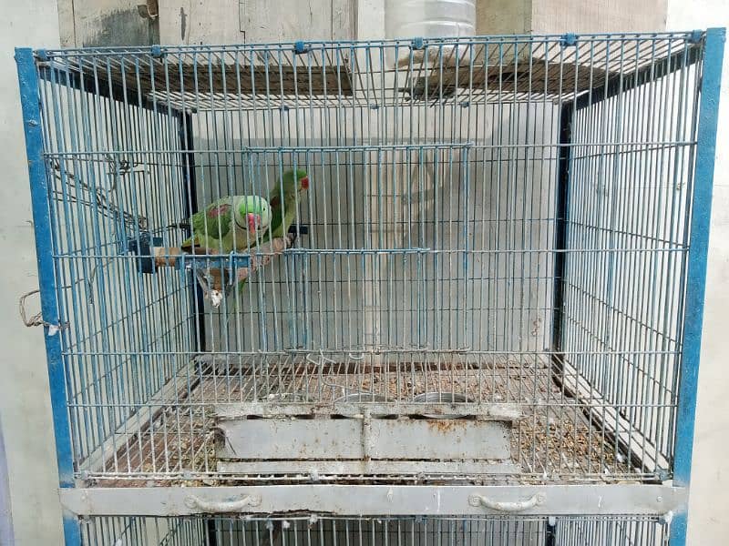 Pahari Tota Alexander parrot breeder pair with cage active pair 4