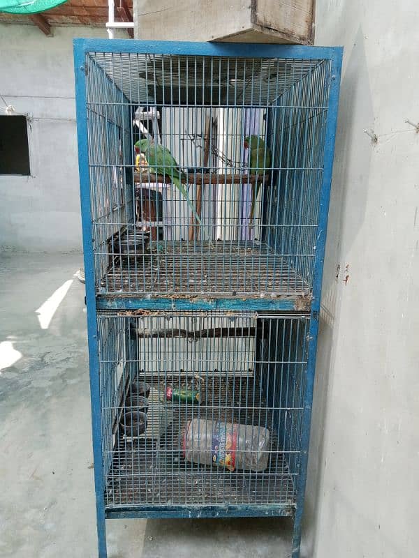 Pahari Tota Alexander parrot breeder pair with cage active pair 5