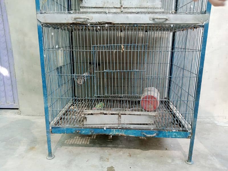 Pahari Tota Alexander parrot breeder pair with cage active pair 6