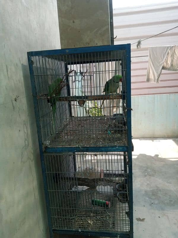 Pahari Tota Alexander parrot breeder pair with cage active pair 7