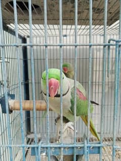 Pahari Tota Alexander parrot breeder pair with cage active pair