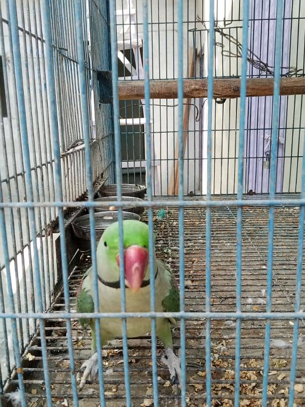 Pahari Tota Alexander parrot breeder pair with cage active pair 8