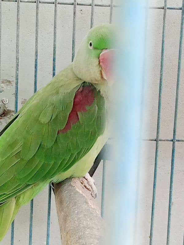 Pahari Tota Alexander parrot breeder pair with cage active pair 1