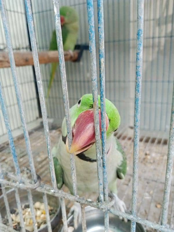 Pahari Tota Alexander parrot breeder pair with cage active pair 10