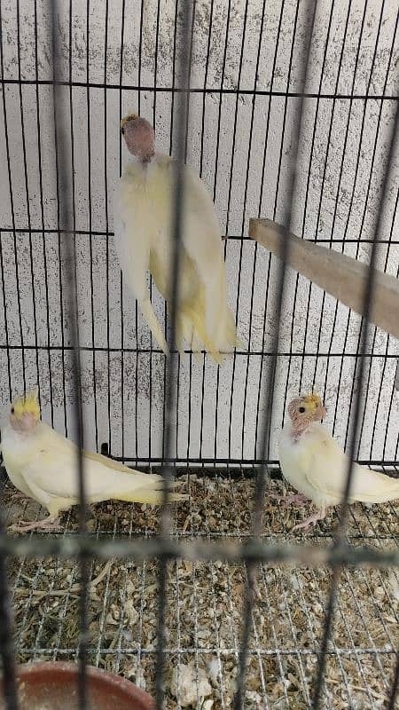 4 Cockatiel parrot babies for sale 0