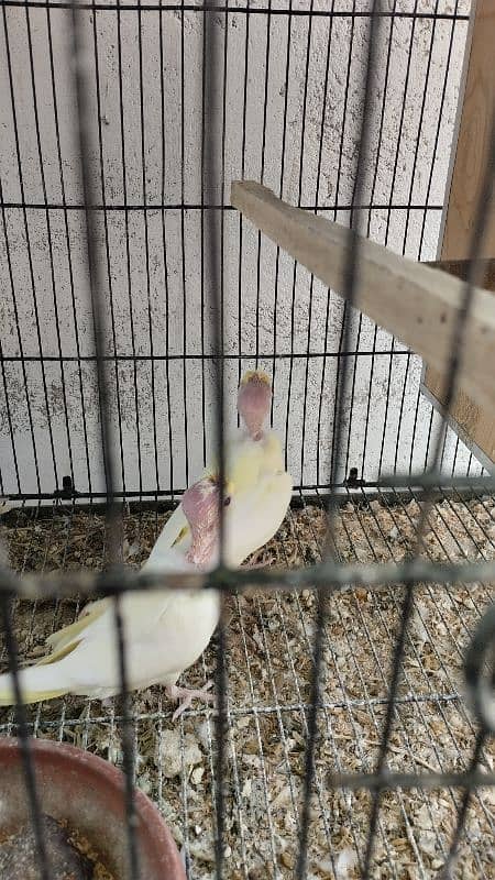 4 Cockatiel parrot babies for sale 1