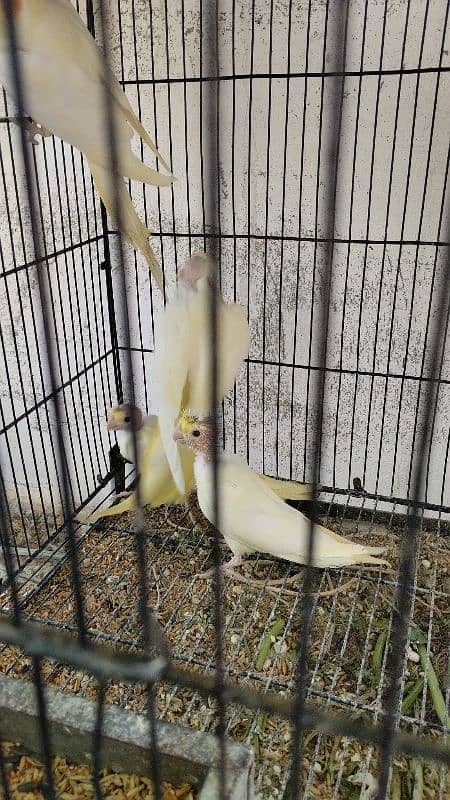 4 Cockatiel parrot babies for sale 2