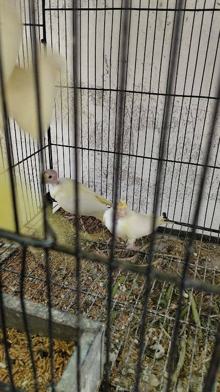 4 Cockatiel parrot babies for sale 3