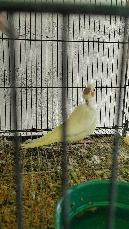 4 Cockatiel parrot babies for sale 4