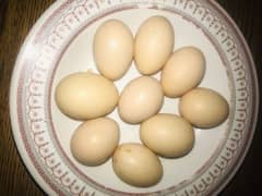 Aseel eggs