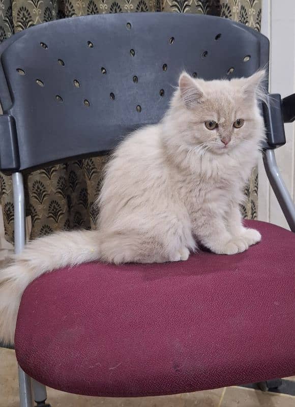 Persian Male Kitten with colorful eyes 0