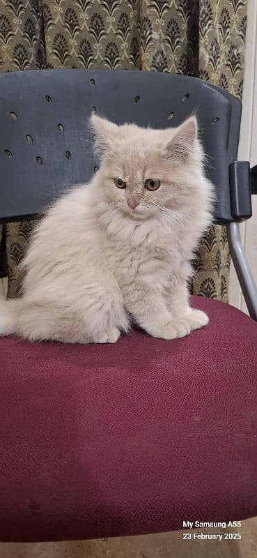 Persian Male Kitten with colorful eyes 2