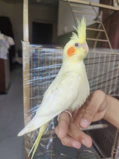 Cream opline cockatiel huge size for hand tame