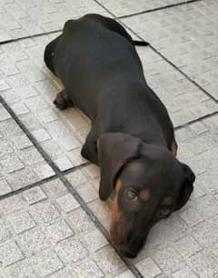 dachshund puppy age 2.5 months