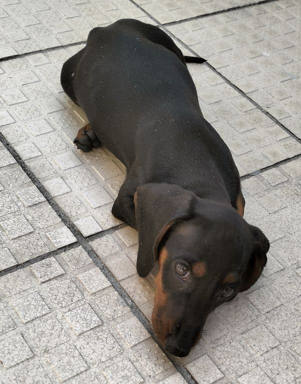 dachshund puppy age 2.5 months 0