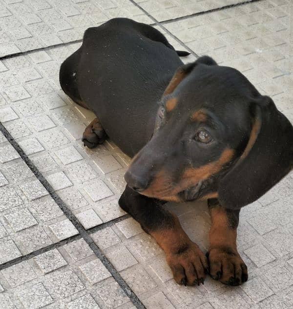 dachshund puppy age 2.5 months 1