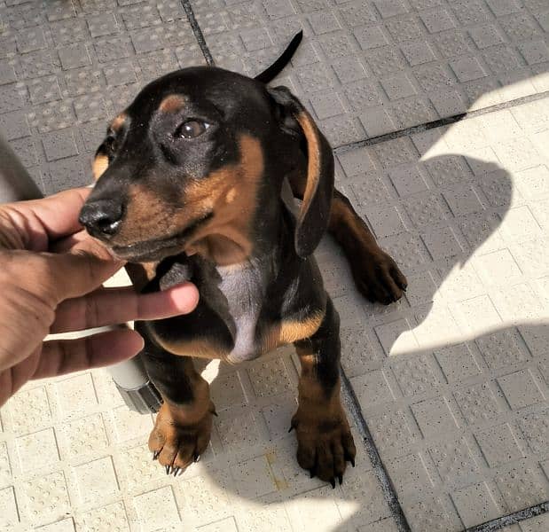 dachshund puppy age 2.5 months 2