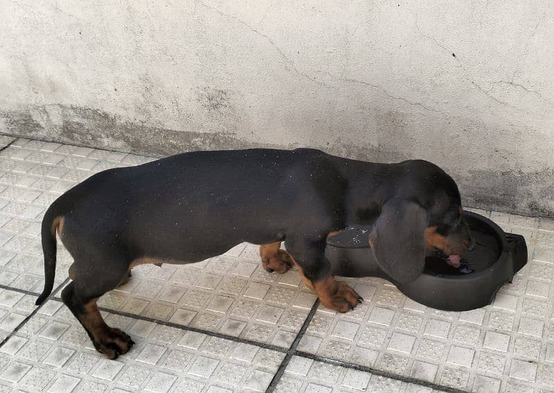 dachshund puppy age 2.5 months 4