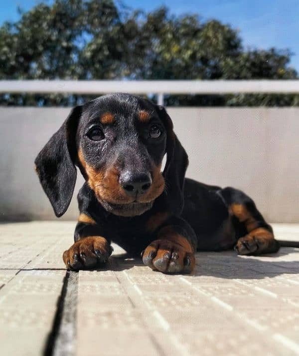 dachshund puppy age 2.5 months 5