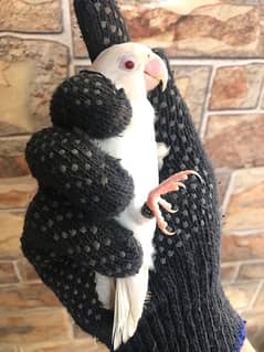 Albino