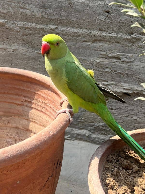 green ringneck 0