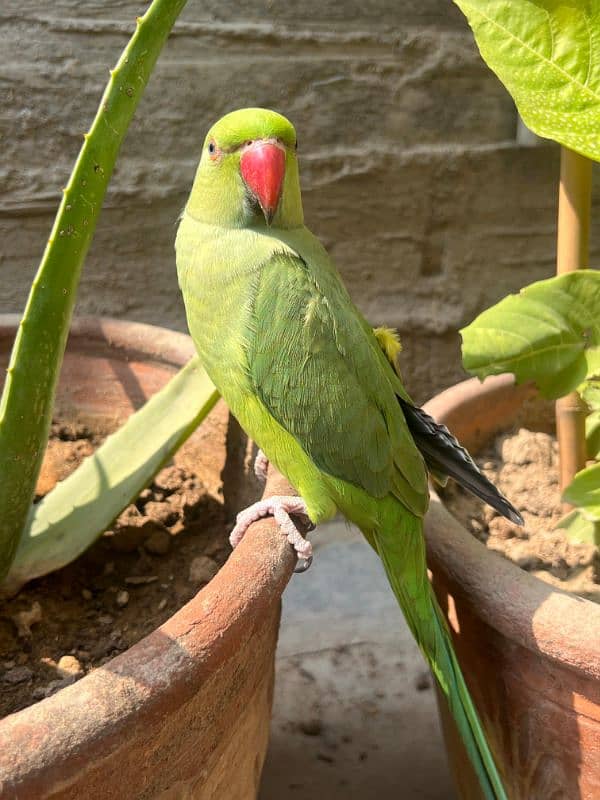 green ringneck 1