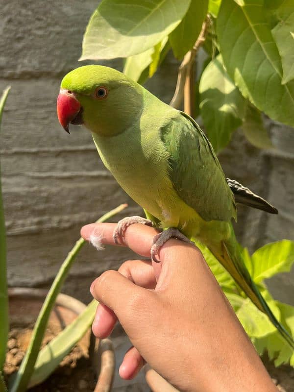 green ringneck 2