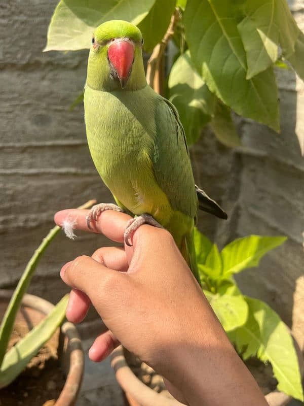 green ringneck 3