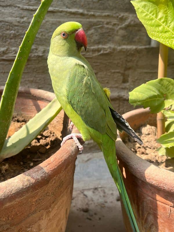 green ringneck 5